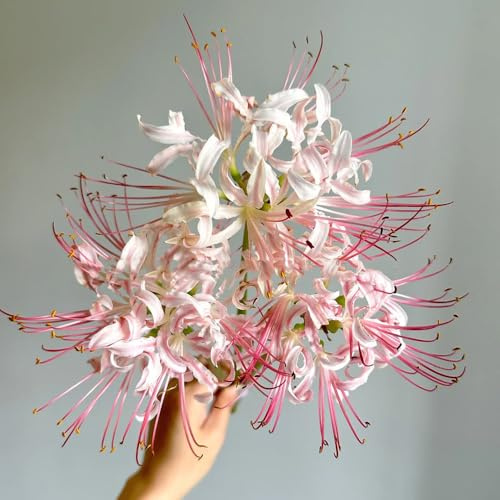 spinnenlilie lycoris radiata zwiebeln, blutblume zwiebel blühwiese mehrjährig, zimmerbonsai bonsai deko wohnzimmer, blumen für balkon frühlingsblumen zwiebeln blumenzwiebeln mehrjährig 2pcs
