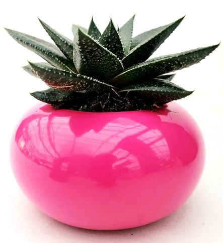 POWERS TO FLOWERS - CACTUS ECHEVERIA GASTERIA IN VASO CERAMICA NERO SFERICO, 17CM DIAMETRO, pianta vera