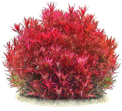 Aquasabi - Rotala rotundifolia Singapore Blood Red - in Vitro 5,5 cm - Hintergrund Wasserpflanze für Aquarium - in Vitro Aquarienpflanze - Aquascaping