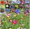 Mélange de graines de fleurs sauvages de qualité supérieure pour un beau jardin et un paysage - Non OGM pour les abeilles, les papillons et les homards - Facile à cultiver sans herbe