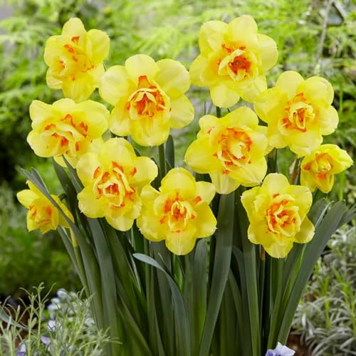 Votaniki Tahiti Narcissus Bulbs - Long Lasting Blooms, Versatile, Large Yellow Flowers | Perennial 'Tahiti' (Double Daffodil) - Easy to Grow (12 Pack)