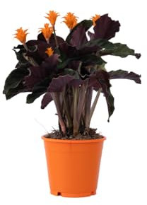 Plant in a Box - Calathea Crocata - Korbmarante - Flammendes Pfeilblatt - Luftreinigende Zimmerpflanze - Topf 14cm - Höhe 40-50cm
