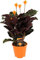 Plant in a Box - Calathea Crocata - Korbmarante - Flammendes Pfeilblatt - Luftreinigende Zimmerpflanze - Topf 14cm - Höhe 40-50cm