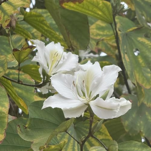 semillas de orquídeas - Bauhinia variegata - balcón interior perennes resistentes exóticas 20pcs
