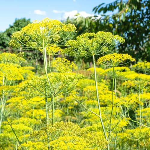 Semillas de eneldo, de jardin Anethum graveolens, Balcón con lecho de jardín de rocas resistentes 300pcs
