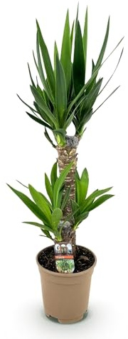 Yucca Elephantipes Lys de palmier – 75 cm – 17 cm – Lys de palmier facile d'entretien avec feuilles vertes étroites – Plante d'intérieur robuste et purifiante pour les intérieurs modernes