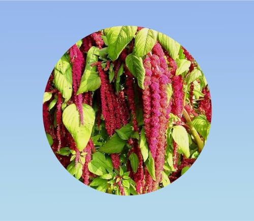 graines Amarante queue de renard rouge 0,1 grammes soit environ 100 graines - Amaranthus caudatus