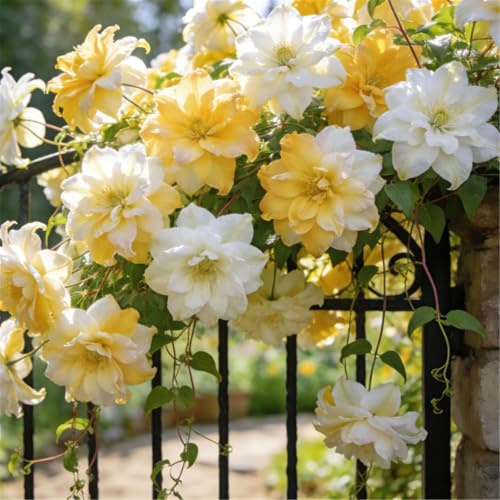 Clemátide rara y resistente - Clemátide trepadora perenne en maceta - Ideal para jardín, balcón y decoración en maceta-5 Rizoma-F