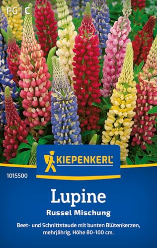 Kiepenkerl Lupinensamen Russel Mischung 1015500, Blumensaat | Wuchshöhe 80 bis 100 cm, Inhalt für 20 Pflanzen, mehrjährig
