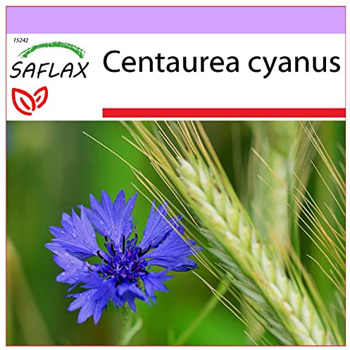 SAFLAX - Aciano azul - 27000 semillas - Centaurea cyanus