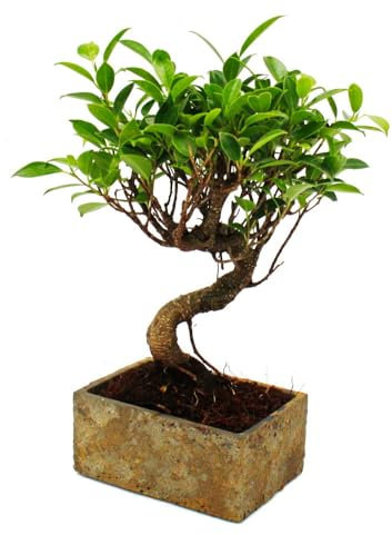 Bonsai fürs Zimmer - in moderner Trendkeramik - Zimmerbonsai Ficus - 6 Jahre alt - Steinoptik