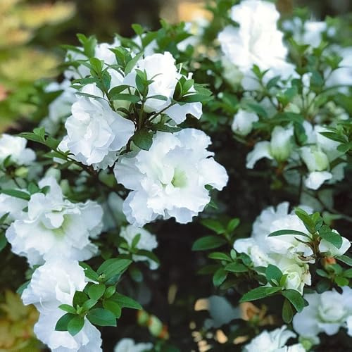 Semi di azalea, semi di Rododendro, semi di come per gli ospiti semi esotici giardino selvatici rare 25pcs