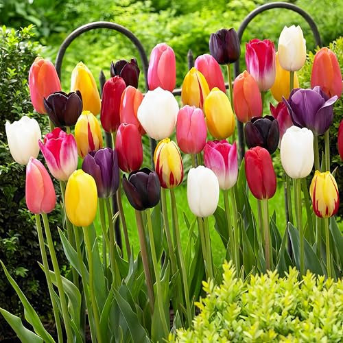 Tulpenzwiebeln Winterhart Mehrjährig - Darwin Hybrid Frühling Mix - 25 Blumenzwiebeln - Echte Pflanzen aus Holland - Zwiebeln für Garten, Töpfe und Balkon (große Knollen, kein Samen, nicht künstlich)
