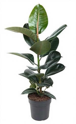 Ficus elastica Robusta Gummibaum Zimmerpflanze grünes Laub ca 70 cm hoch