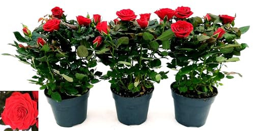 POWERS TO FLOWERS - ROSA DA GIARDINO RAMPICANTE e RIFIORENTE, ROSA ROSSA, 3 PIANTE, Piante Vere