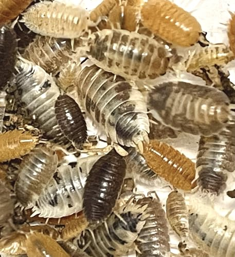 Generisch Assel Mix | Porcellio Laevis in 5 Farbtönen | Futterinsekten | Futtertiere für Reptilien, Spinnen, Schlangen & Kleintiere
