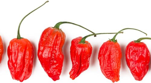 Vegetable - Chilli Pepper - Hot Naga Morich - 10 Seeds