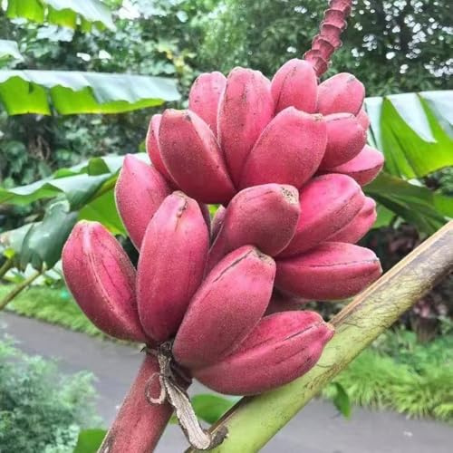 bananen - bananensamen seltene säulenobstbäume bananenbaum winterharte garten kübelpflanzen topfpflanzen draußen winterhart blühend nachhaltige geschenke obstbaum steingartenpflanzen 350samen