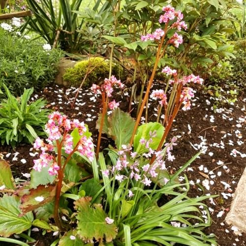 semi di bergenia - balcone coltivazione giardino esotiche per aiuole 350pcs