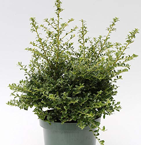 Japanische Stechpalme Ilex Twiggy 20-25cm - Ilex crenata Twiggy