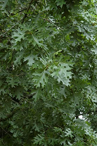 Green Future Pflanzenhandel Shumard-Eiche Quercus shumardii Pflanze 15-20cm Schneck-Eiche Eiche Rarität