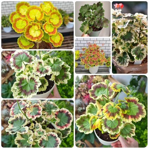 semillas de geranio resistentes, perennes de balcon interior exóticas Decoración salón jardín trepadoras 120pcs