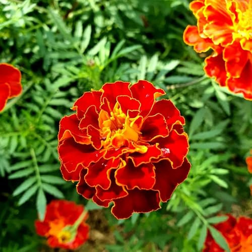 Semi di calendula, da giardino roccioso resistenti semi di farfalle decorazione da giardino per esterni copertura del terreno resistenti 400pcs