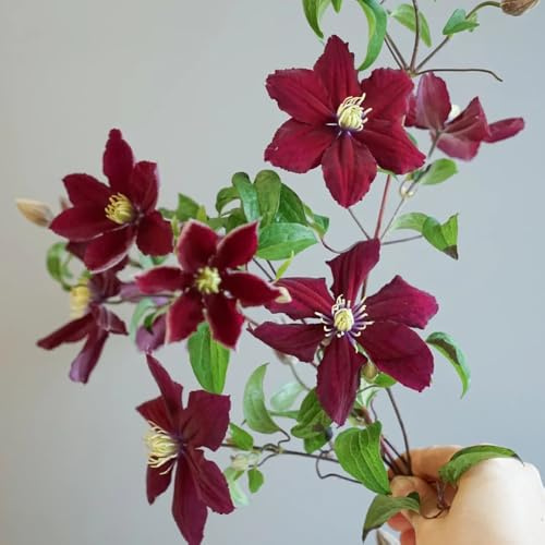 rizoma di clematide - resistenti in vaso a precoce Coltivare da giardino sul balcone mini decorazione da giardino balcone rizoma primaverili 6bulbi