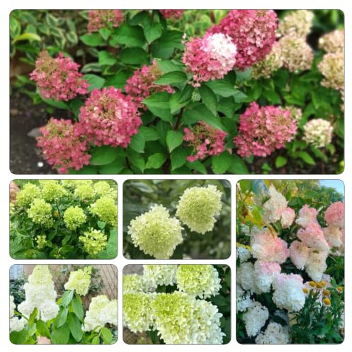 semi ortensia pannocchia - balcone primavera giardino 120pcs