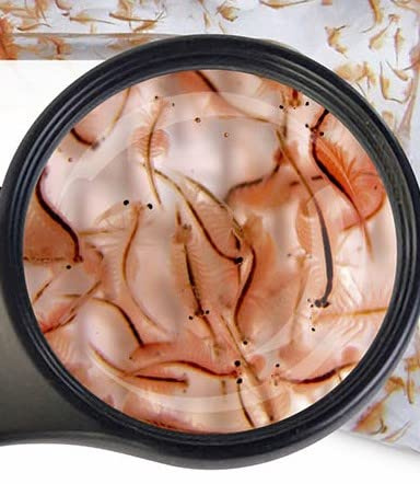 Lebendfutter SAHAWA Fischfutter Verschiedene Sorten zur Auswahl 45ml oder 90 ml (Artemia 90 ml)