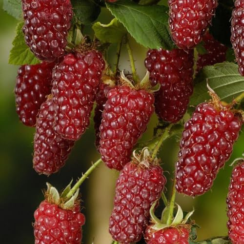 kiskick 50 Pezzi deliziosi Semi di Frutta Lampone Rosso Dolce succoso Giardino pianta da Giardino Semi di Albero per piantare Semi di Lampone 50 pz