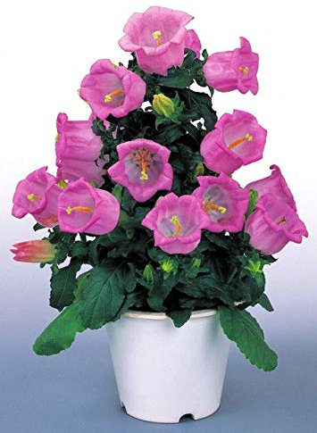 250 Mixed Cup & Saucer Colors (Canterbury Bells) Semi Campanula Media Flower ~ Palazzo del Sole