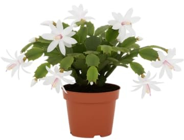 DECOALIVE Schlumbergera – Cactus de Navidad Natural Planta Resistente