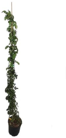 Planta natural trepadora Rosal Trepador Imperial, color rojo, 150-160 cm. Enredadera con flores rojas intensas y fragantes. Segura Garden.