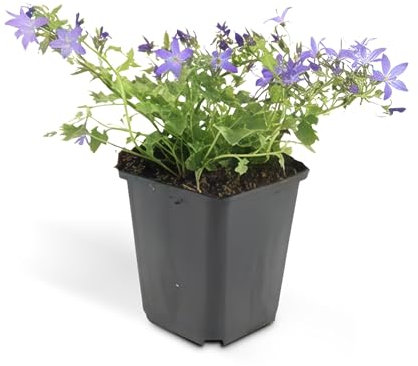 Steingarten-Staude - Glockenblume - Campanula poscharskyana 'Stella' - 9cm Topf - Set mit 60 Pflanzen