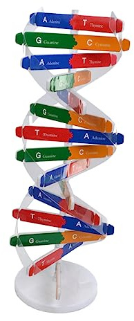 KONTONTY DNA Modell Doppelhelix Lernspielzeug Kinder Montageset Biologie Bausatz Für Schulunterricht Wissenschaftliches Lernspielzeug