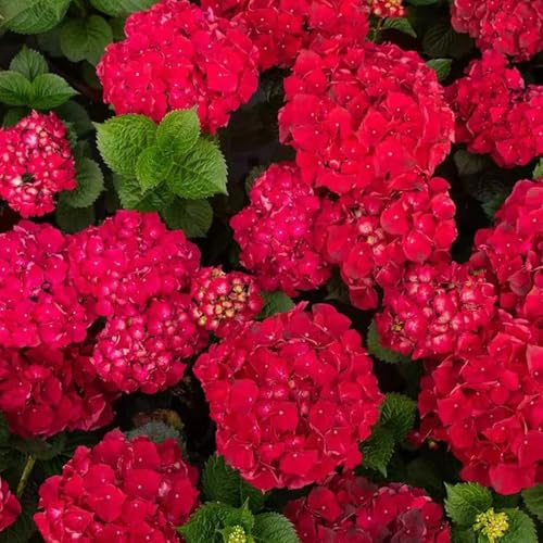 hortensias de primavera de bonsái interior exóticas reales balcón primavera verano semillas Cobertura perenne resistente 100pcs