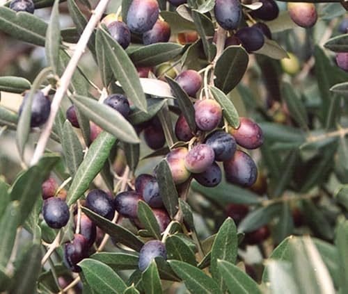 Pianta di ulivo, olea europea, pianta da olio o ornamentale, h130-150cm, età 2 anni (Leccina)