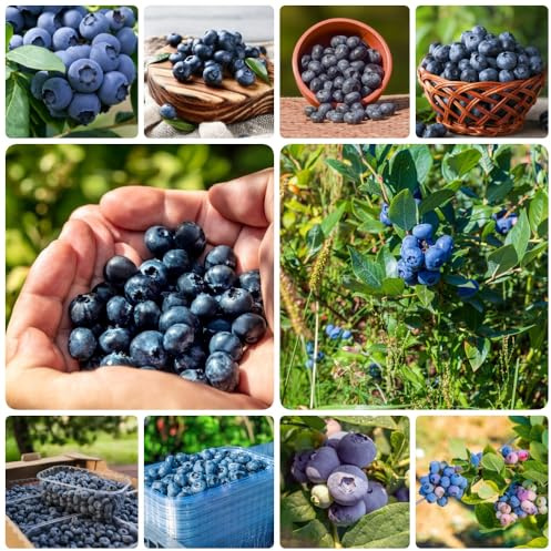 Semillas de arándano - columnares enanos resistentes de jardín semillas de comprar 300pcs