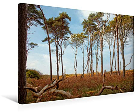 Premium Textil-Leinwand 45 x 30 cm Quer-Format Bäume am Weststrand | Wandbild, HD-Bild auf Keilrahmen, Fertigbild auf hochwertigem Vlies, Leinwanddruck von Akrema-Photography