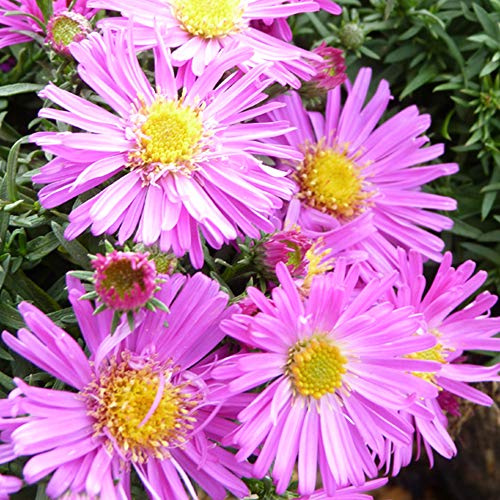 Aster novi-belgii 'Alice Haslam' Michaelmas Daisy Hardy Perennial Autumn Flowering Garden Plants Grow Your Own 1 x 1 litre Pot Aster novi-belgii 'Alice Haslam' by Thompson and Morgan