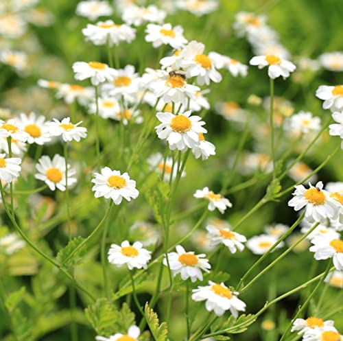 Earthcare Seeds Pyrethrum Daisy 50 Seeds (Chrysanthemum - Tanacetum cinerariifolium) Heirloom - Open Pollinated - Non-GMO - Untreated Seed