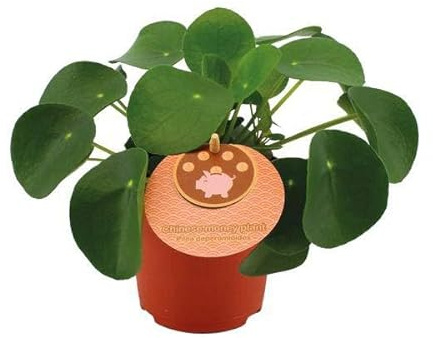 Chinesischer Geldbaum – Pilea Peperomioides – Zimmerpflanze – Ø11cm – 15cm – Trendige & pflegeleichte Grünpflanze – Luftreinigend & dekorativ