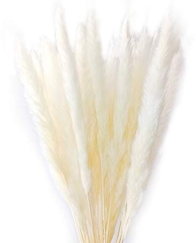 DongArts 25 Pcs natürliche getrocknete Pampasgras, Bauernhof schöne Reed Plume, Hochzeit Bouquet, Feder Gras Reed Communis 58cm hoch (weiß)