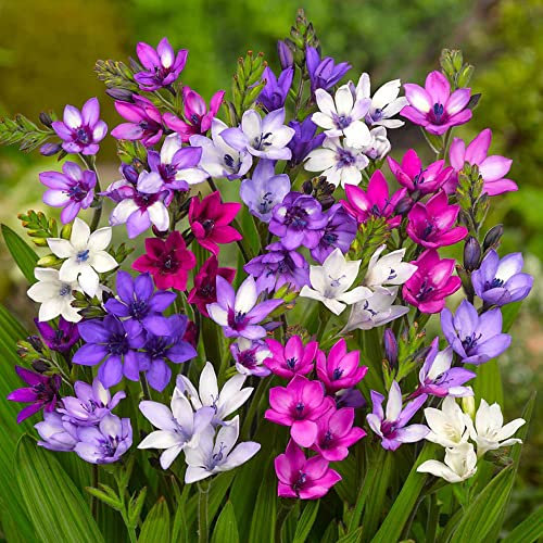 10 x Babiana Mixed – Elegant Colourful Blooms – Perennial – Summer Flowering Bulbs – for Your Beautiful Garden