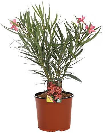 Nerium Oleander Natural Arbusto para el Jardín o la Terraza - Adelfa Rosa