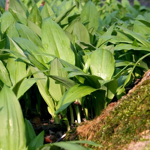 bärlauch, gartendeko für draußen bärlauchsamen kräutergarten küche 70samen
