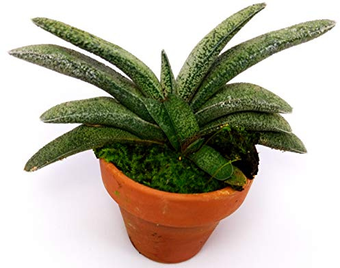 POWERS TO FLOWERS - GASTERIA MACULATA, Pianta vera
