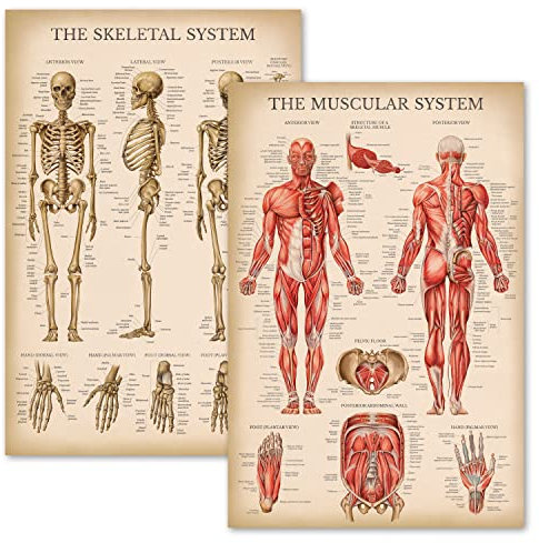 Palatsinlärning vintage muskel- och skelettsystem anatomiskt diagram set – mänskligt skelett och muskelanatomi affischer (LAMINATED, 45 cm x 61 cm)