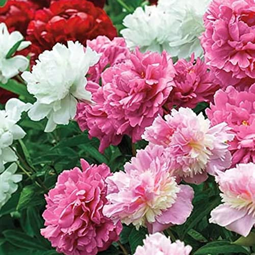 Luojuny Semillas de peonía, 100 Unids/bolsa Semillas de peonía Crecimiento rápido Germinación fácil Fuerte vitalidad Excelente producción de semillas de plantas para plantar Multicolor